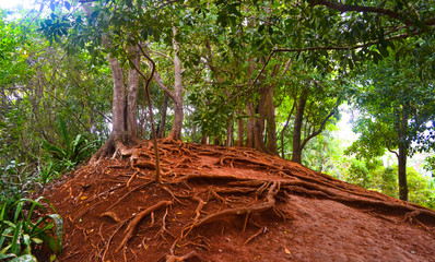 Trees with roots on a background of red earth in the jungle