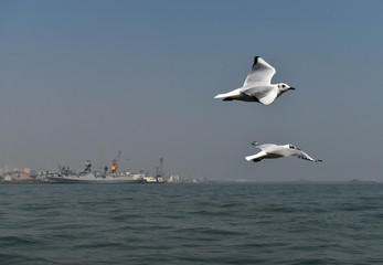 Fototapeta na wymiar seagull flying in the sky