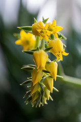 Nahaufnahme eines gelb bl&uuml;henden Hauswurz