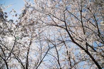 tree branches against blue sky