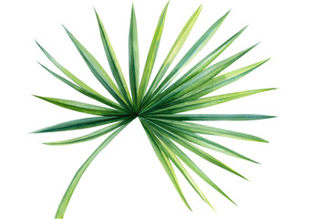 Green palm leaf. Jungle botanical watercolor illustrations. botanical painting, jungle design 