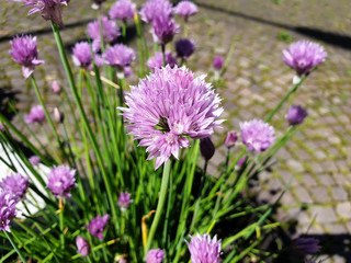 Purple Allium flowers in a pot on the background of pavers.
