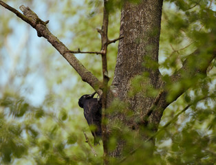 Woodpecker search for food