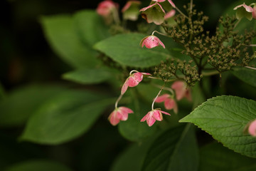 Unusual pink flower in dark moody setting