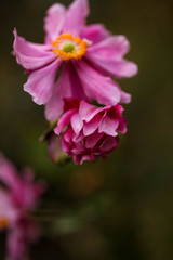 Close up beautiful images of pink helebores in dark moody setting