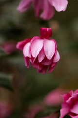 Fototapeta premium Close up beautiful images of pink helebores in dark moody setting