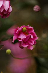 Close up beautiful images of pink helebores in dark moody setting