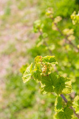 Blackcurrant Bush turns green in the spring in the garden
