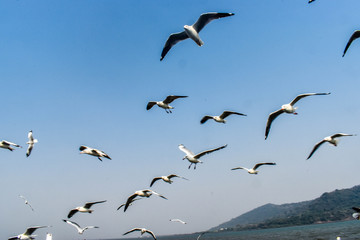 seagulls is in flight