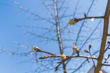 Buds bloom in spring on a pear tree in the garden
