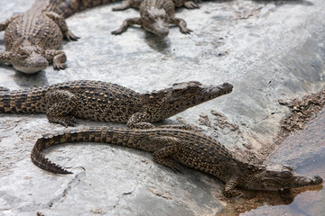 young crocodiles near the water