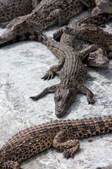 young crocodiles