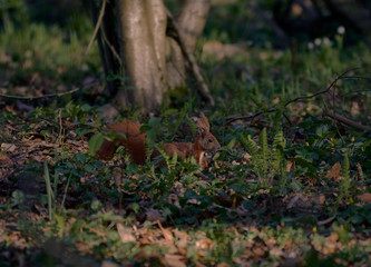 Obraz premium Squirrel sitting in the grass