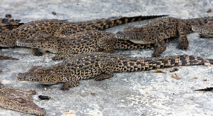 young crocodiles