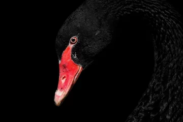 Fotobehang black swan © Marek