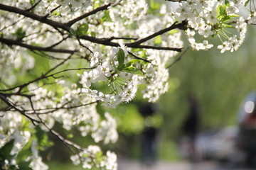 cherry blossom in spring