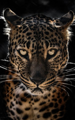 Ceylon leopard