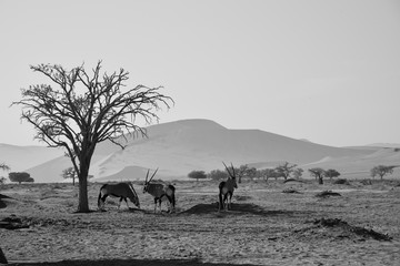 Drei Oryxantilopen in der Namib Wüste - schwarz weiß