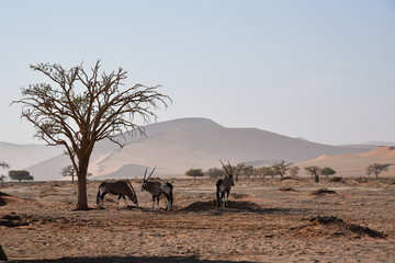Drei Oryxantilopen in der Namib W&uuml;ste