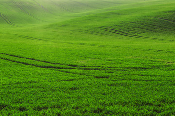 Naklejka premium green field