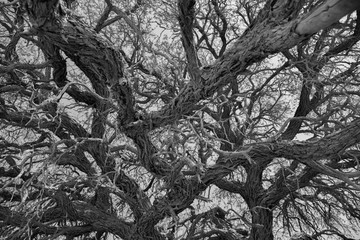 Astgewirr - Deadvlei, Namibia (schwarz wei&szlig;)