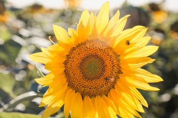 Naklejka premium A full field of sunflowers on a bright sunny day