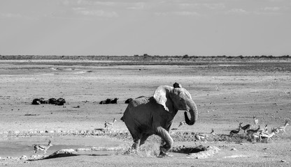 Elefant im Etosha National Park, Namibia (schwarz wei&szlig;)