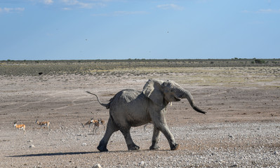 Elefant im Etosha National Park, Namibia