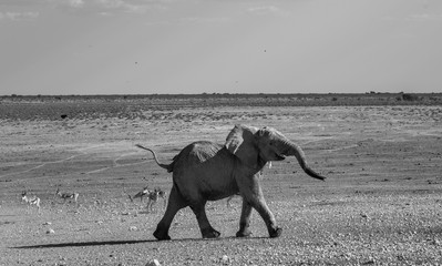 Elefant im Etosha National Park, Namibia (schwarz wei&szlig;)