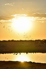 Sonnenuntergang am Wasserloch II - Etosha, Namibia 