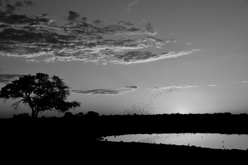 Sonnenuntergang am Wasserloch I - Etosha, Namibia (schwarz wei&szlig;)