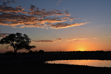 Sonnenuntergang am Wasserloch I - Etosha, Namibia