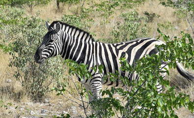 Zebra im Etosha National Park - Namibia
