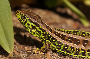 Sand lizard, male in mating robe. Spring, the month of May.