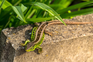 Sand lizard, male in mating robe. Spring, the month of May.