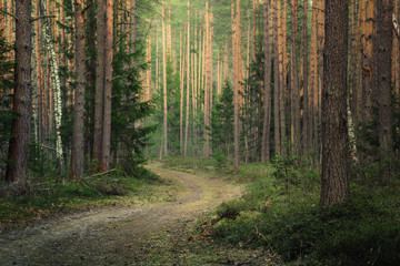 Atmospheric forest at sunset or dawn, with fog or with sun rays, after sunset