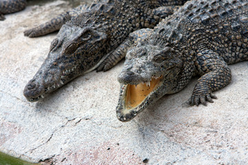 young crocodiles near the water
