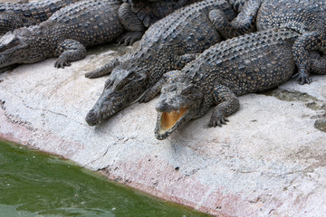 young crocodiles near the water
