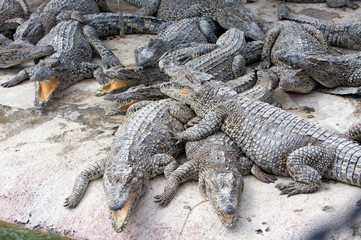 a lot of young crocodiles