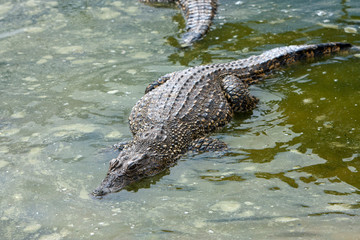 young crocodiles in the water