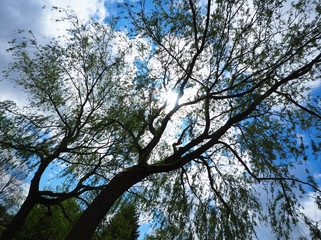 Fototapeta premium Trauerbaum