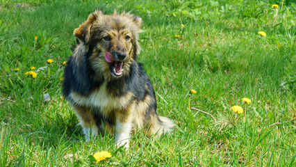 Happy and active dog outdoors in the grass on a sunny summer day. Pet concept.