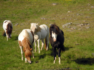 Naklejka na ściany i meble Pferde auf Island