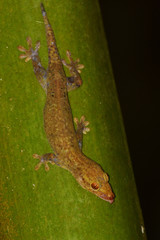 Obraz premium Seychelles Bronze Gecko (Ailuronyx seychellensis) upside down on a palm tree at Vallée de Mai, Praslin, Seychelles