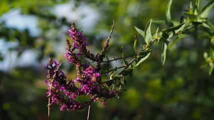 Petites fleurs roses, sur le pourtour du lac d'Arjuzanx