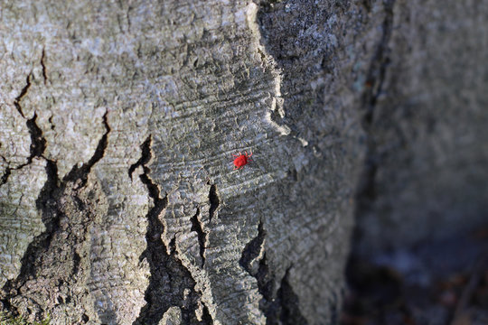 A Red Velvet Mite