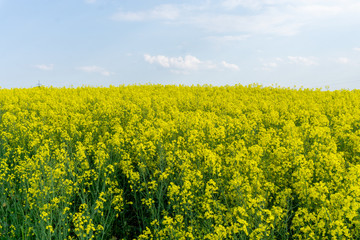 Fototapeta premium Rapsfeld blüht leuchtend gelb bei Sonnenschein