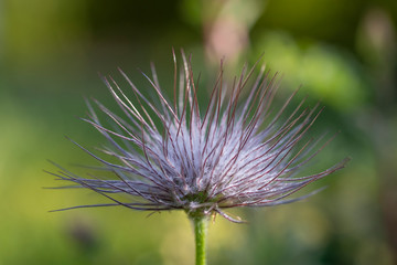 Schellenblume mit reifen Samen und Tau am Morgen