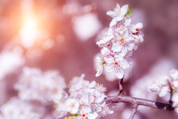 Fototapeta premium Blooming sakura cherry blossom close up background in spring, with sun.