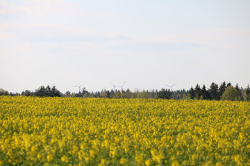 Obraz premium wind power